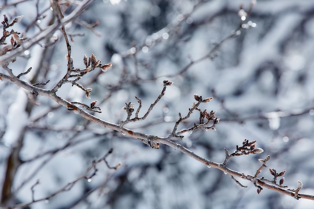 Foto favola di inverno che si occupa della bellezza della natura di bufera di neve