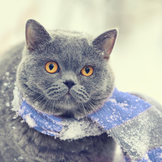 Ritratto di moda invernale del gatto blu british shorthair che indossa una sciarpa a maglia grigio rosa gatto che cammina all'aperto nella neve