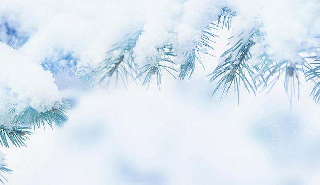 Winter fir tree holiday snow background Blue spruce snowflakes Beautiful Christmas background