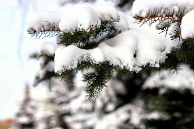 冬のモミの木の雪の日光