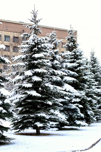 Winter fir tree snow sunlight