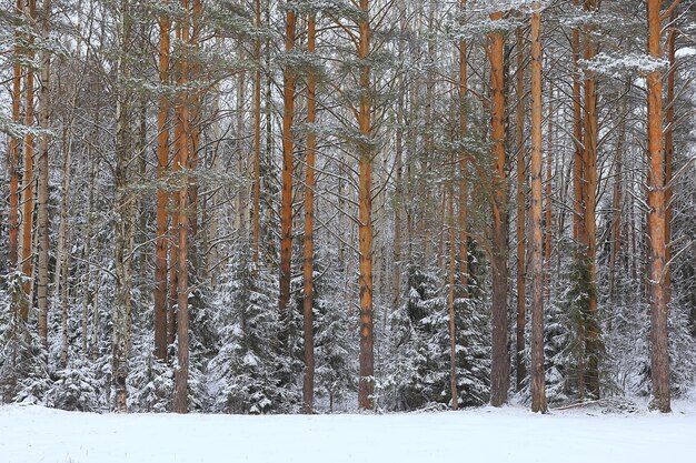 12月に覆われた雪のある森の風景の中の冬のモミの木