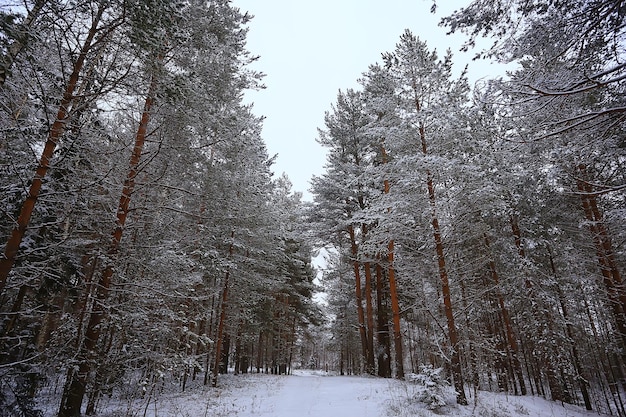 12月に覆われた雪のある森の風景の中の冬のモミの木