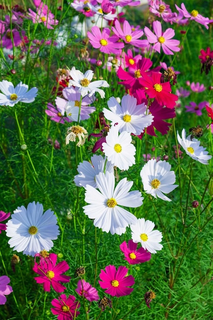 Winter flower background and cosmos flower