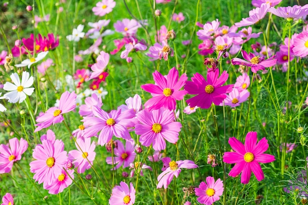 冬の花の背景とコスモスの花