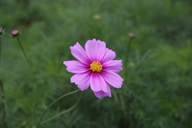 Photo winter flowers in garden