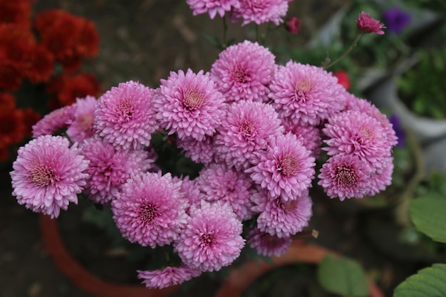 winter flowers in garden