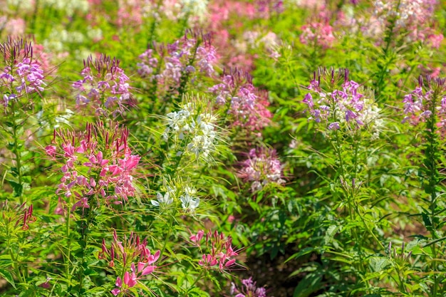 xAFlower ガーデンの冬の花ピンクのクモの花または Cleome Hassriana