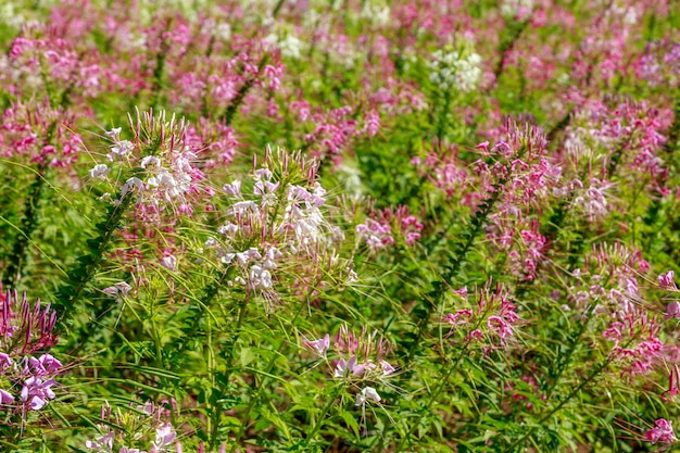 xAFlower ガーデンの冬の花ピンクのクモの花または Cleome Hassriana