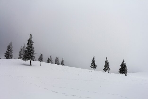 Winter foggy landscape with snow covered pine trees