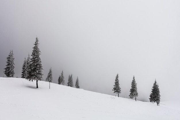 Winter foggy landscape with snow covered pine trees