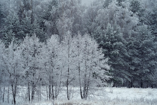 降雪後の冬の森、晴れた日、雪の中の木