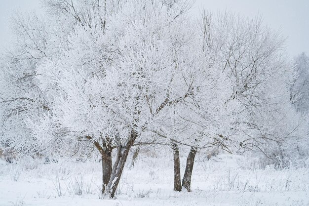 降雪後の冬の森、晴れた日、雪の中の木