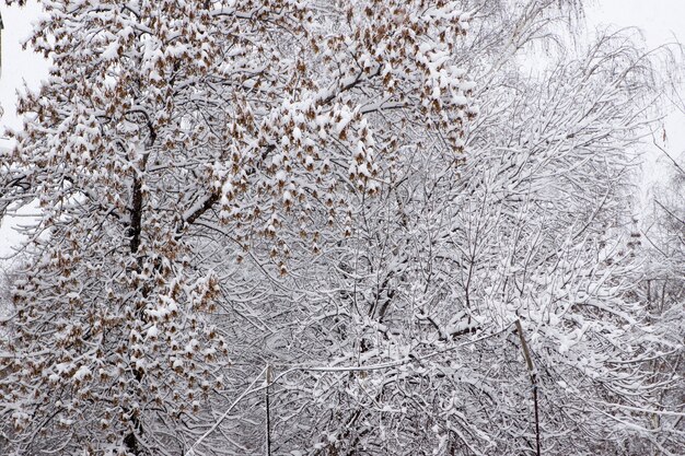 Foresta invernale dopo la nevicata.