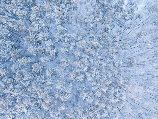 Winter forest background. Drone above aerial shot