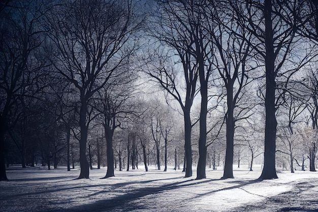 winter forest background