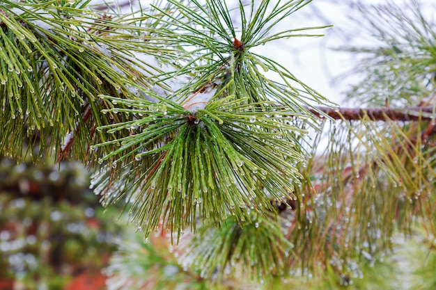 Sfondo foresta invernale