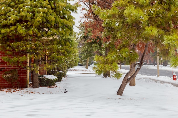 Winter forest background