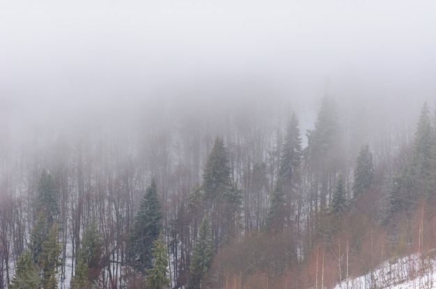 Winter forest bedekt met sneeuw. Mistig weer. Slecht zicht.