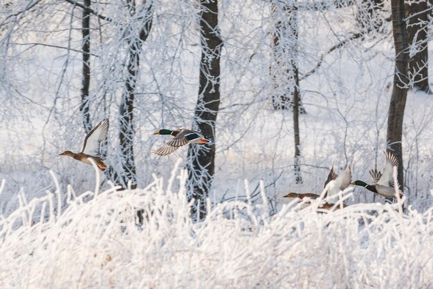 Winter forest birds above the trees flying ducks