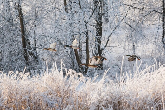 Winter forest birds above the trees flying ducks