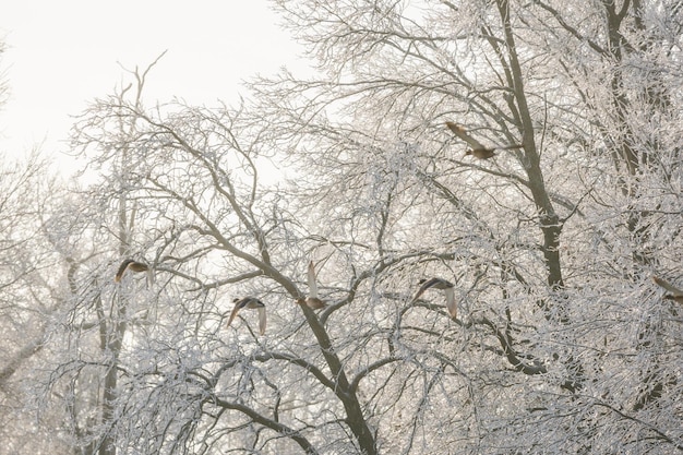 Winter forest birds above the trees flying ducks