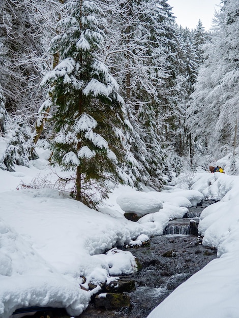 Winter forest in the Carpathians