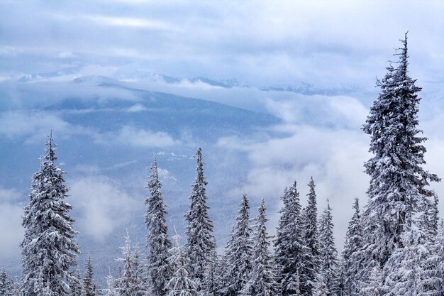 겨울 숲 구름 풍경 조감도 나무 배경 여행 고요한 풍경