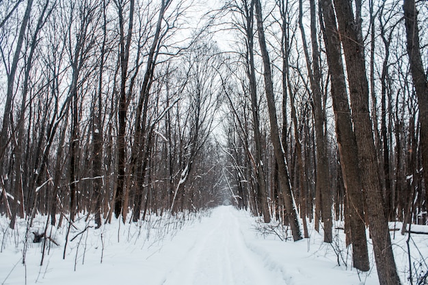 Winter forest in a cloudy day snow