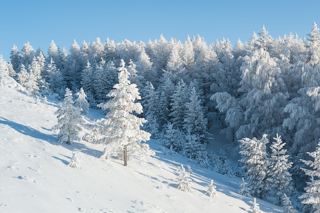 青空を背景に晴れた日に雪に覆われた冬の森