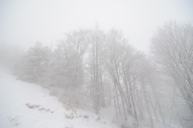Winter forest covered in snow. Foggy weather. Bad visibility.