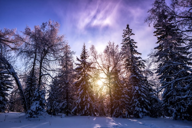 夕日の光で雪に覆われた冬の森