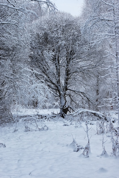 冬の森に覆われた雪