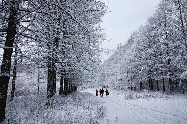 Winter forest covered snow