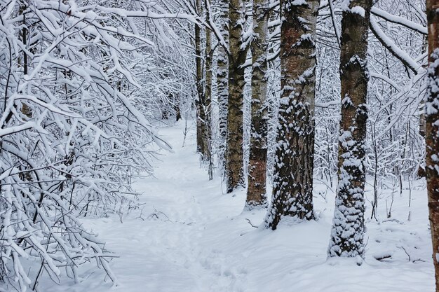 Зимний лес, покрытый снегом