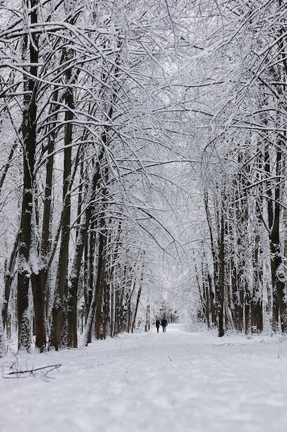 Winter forest covered snow