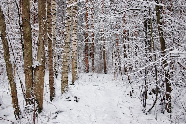 Winter forest covered snow