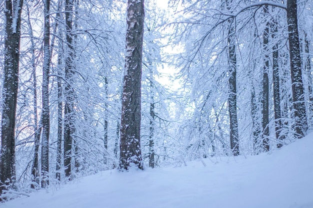 Winter Forest covered White Snow