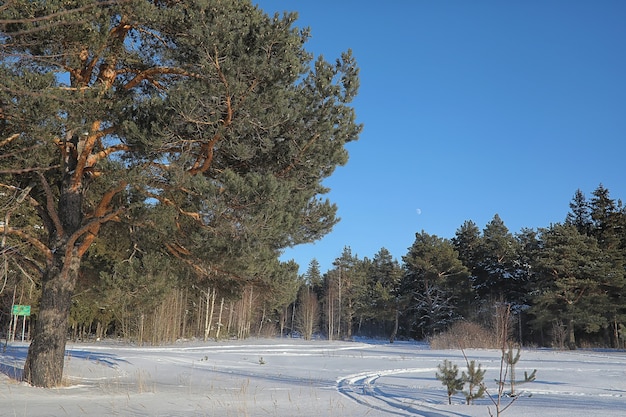 Зимний лес, покрытый снегом морозный пейзаж