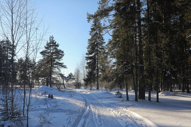 Winter forest covered with snow frosty landscape