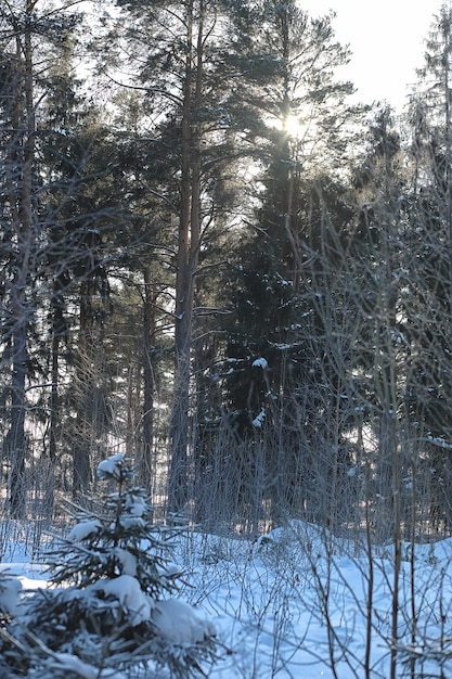 Winter forest covered with snow frosty landscape