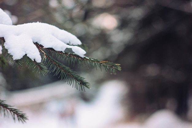 雪の中で冬の森のモミの枝をクローズアップの背景