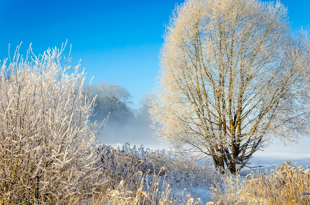 Winter forest on a foggy day.