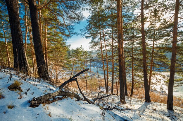 Winter forest on the hill and river below, sunny day. The Nerl River in Yaroslavl Oblast, Russia.