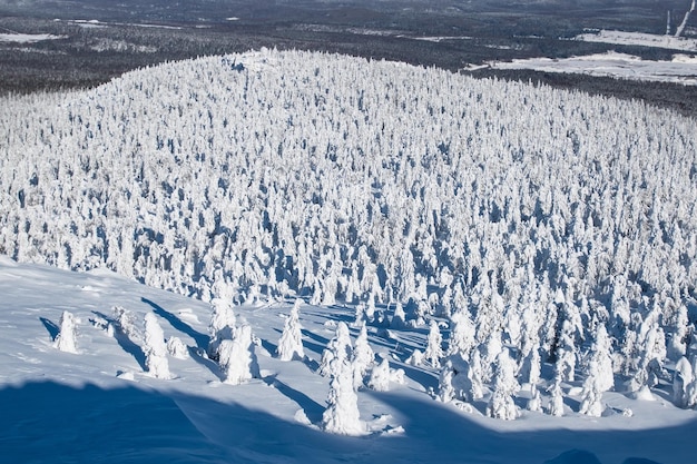 Фото Зимний лес в горах вид сверху