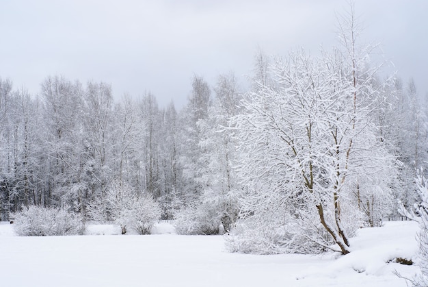 写真 雪の中の冬の森