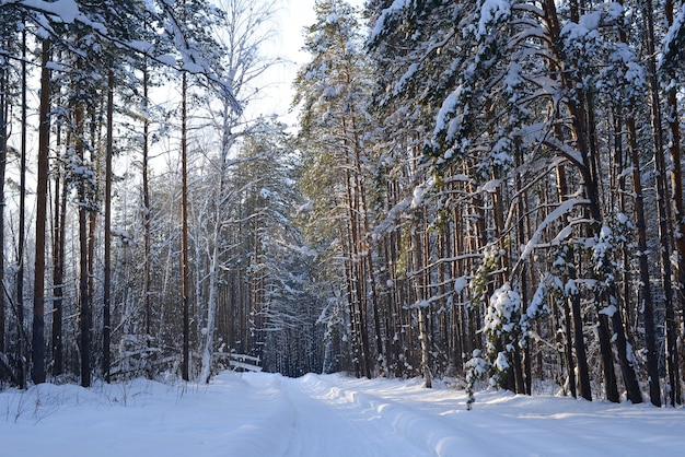 Winter forest landscape Beautiful snowy pine trees winter road frost