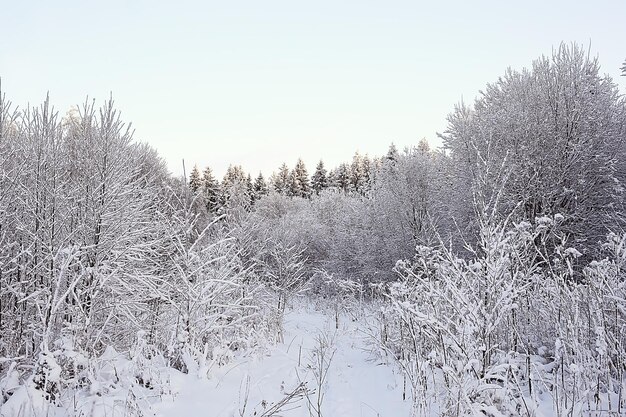 winter forest landscape covered with snow, december christmas nature white background