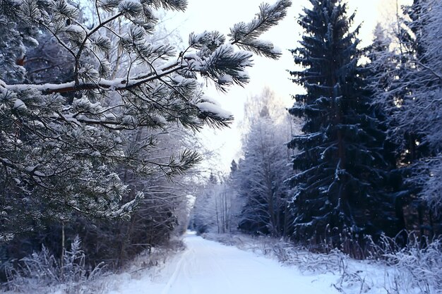 winter forest landscape covered with snow, december christmas nature white background