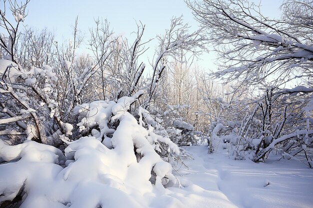 雪に覆われた冬の森の風景、12月のクリスマスの自然の白い背景